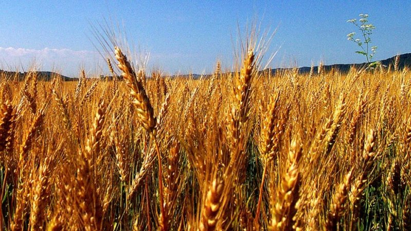 Amber-Waves-of-Grain-by-Don-OBrien