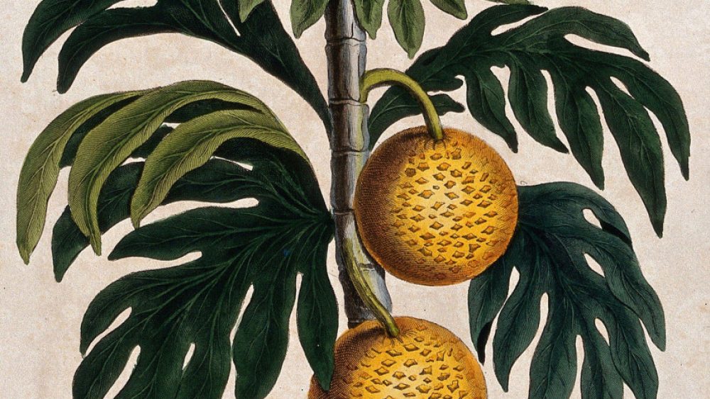 Ihle-BreadfruitArtocarpusaltilis-3 September 1796